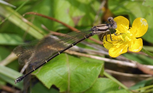 Female
2012_04_21_Bartow